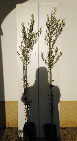 Olivier Arbequina Structuré (2 ans)