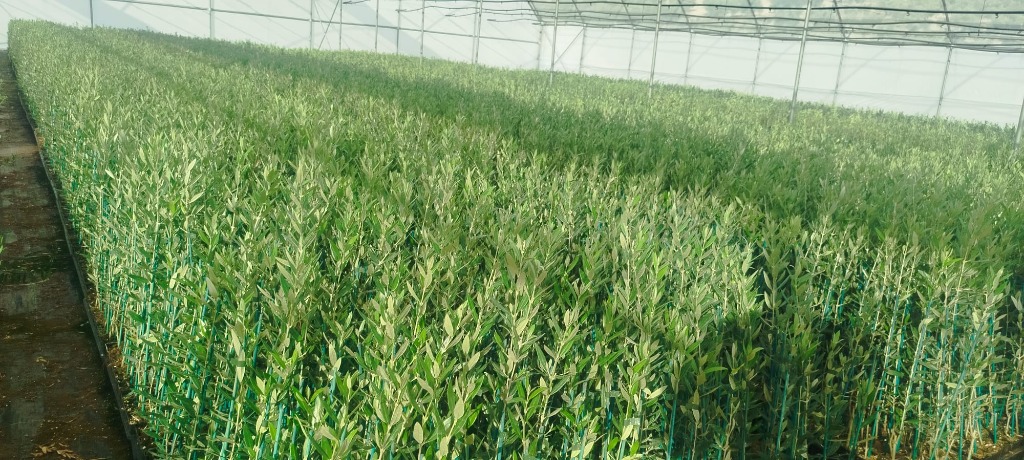 Plants d'oliviers en invernadero